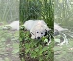 Small #20 Breeder Profile image