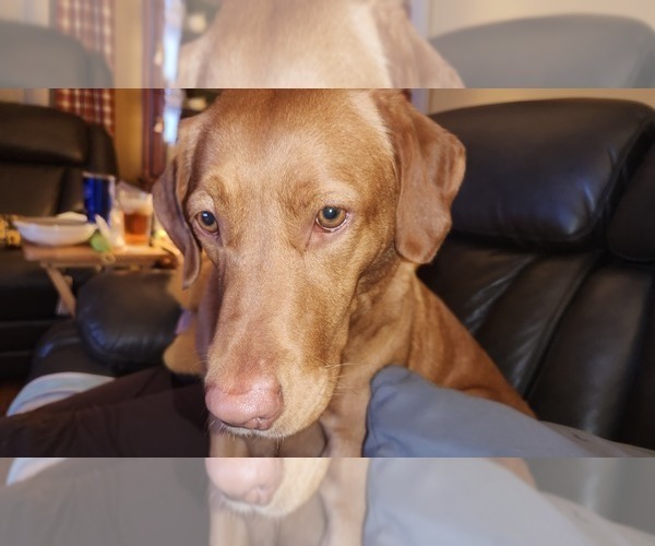 Medium Photo #4  Breeder Profile in BUFFALO, NY, USA