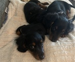 Small breeder photo