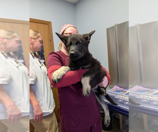 Medium Photo #3  Breeder Profile in ESSEX, IL, USA