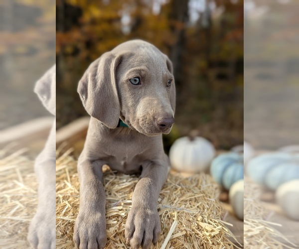 Medium Photo #8  Breeder Profile in EVART, MI, USA