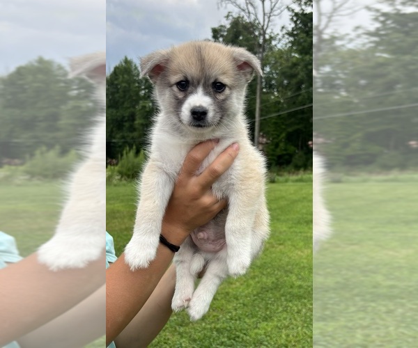 Medium Photo #6  Breeder Profile in NEW COLUMBIA, PA, USA