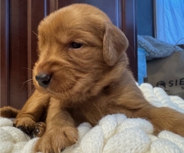 Medium Photo #3  Breeder Profile in AUMSVILLE, OR, USA