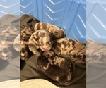 Small breeder photo