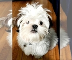 Small breeder photo