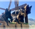 Small #9 Breeder Profile image