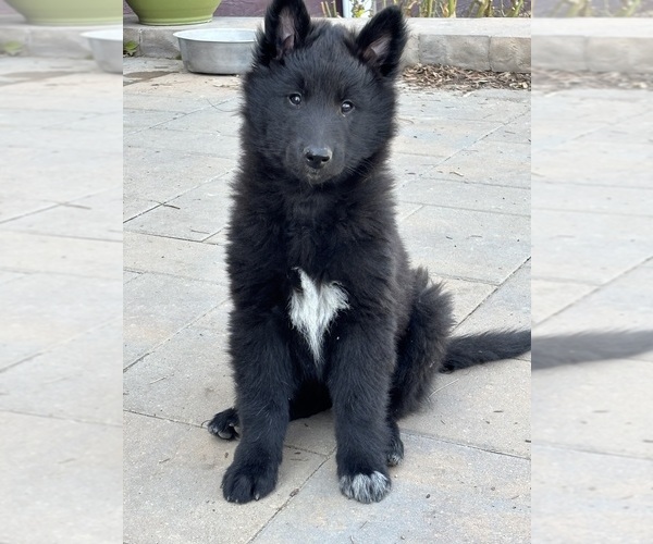Medium Photo #3  Breeder Profile in MERIDIAN, ID, USA