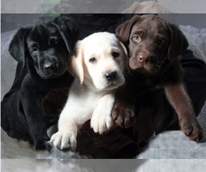 Main photo of Labrador Retriever Dog Breeder near PHOENIX, AZ, USA