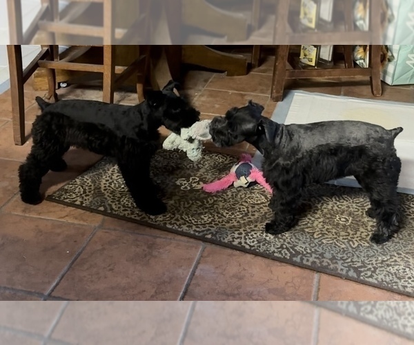 Medium Photo #2  Breeder Profile in PORT LAVACA, TX, USA