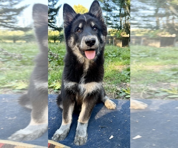 Medium Photo #6  Breeder Profile in CANASTOTA, NY, USA