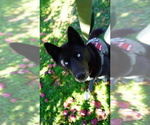 Small #1 Breeder Profile image