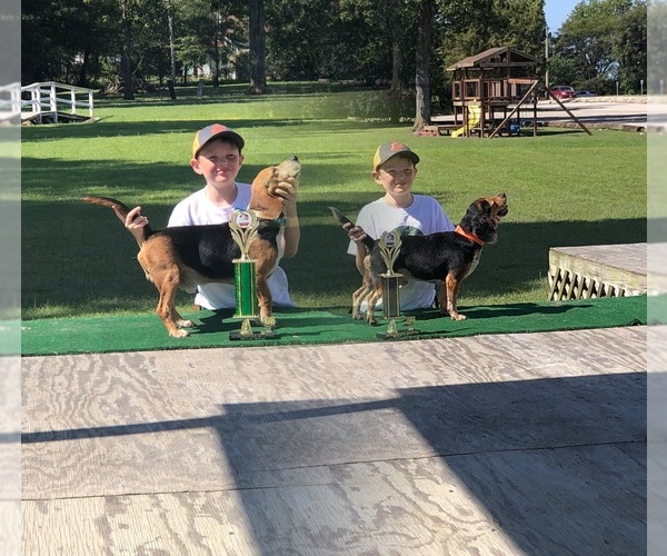Medium Photo #1  Breeder Profile in HARVIELL, MO, USA