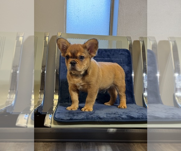 Medium Photo #13  Breeder Profile in LITHONIA, GA, USA