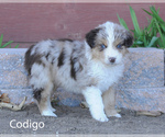 Small breeder photo