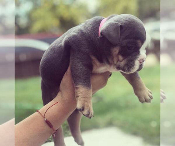 Medium Photo #1  Breeder Profile in SALT LAKE CITY, UT, USA