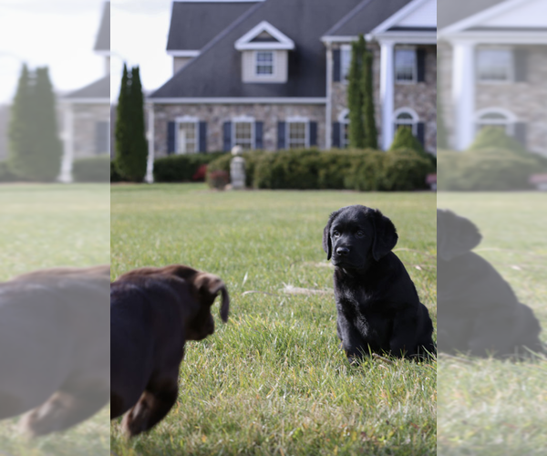Medium Photo #8  Breeder Profile in COLUMBIA CROSS ROADS, PA, USA