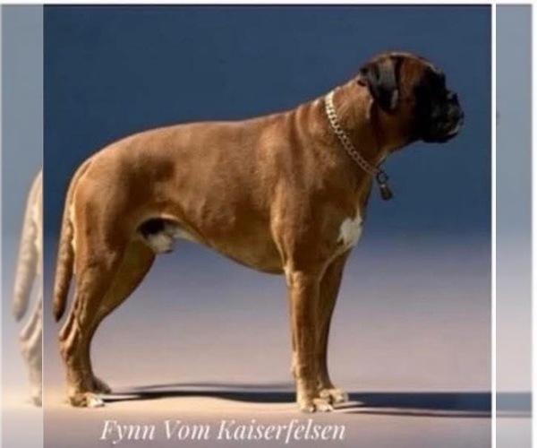 Medium Photo #7  Breeder Profile in CONCORD, NH, USA