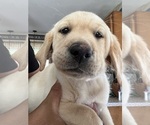 Small breeder photo