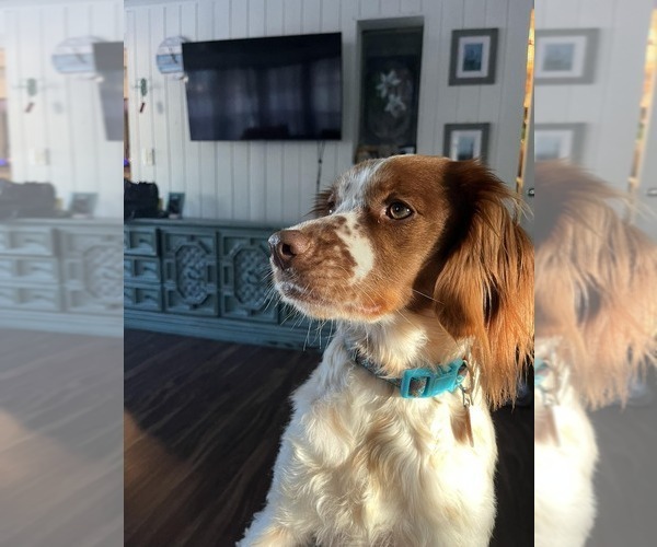 Medium Photo #43  Breeder Profile in HORTENSE, GA, USA