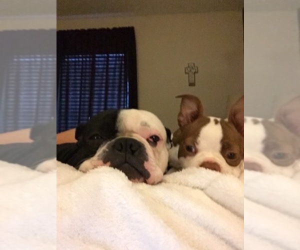 Medium Photo #1  Breeder Profile in KATY, TX, USA