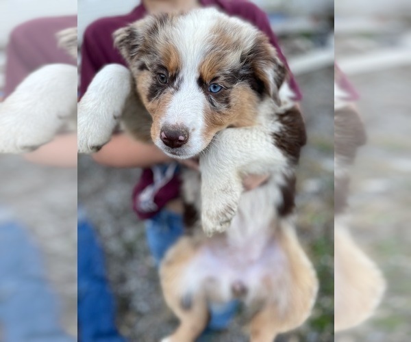 Medium Photo #3  Breeder Profile in LISBON, OH, USA