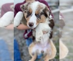Small #2 Breeder Profile image