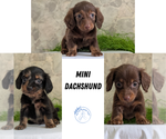 Small #6 Breeder Profile image