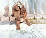 Small #14 Breeder Profile image