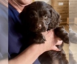 Small breeder photo
