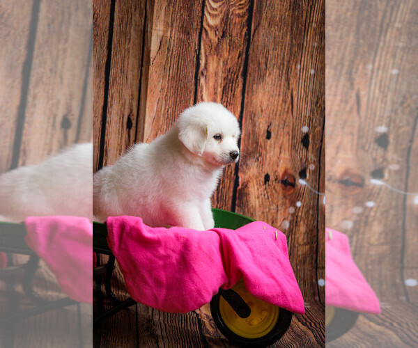 Medium Photo #45  Breeder Profile in POWDER SPRINGS, GA, USA