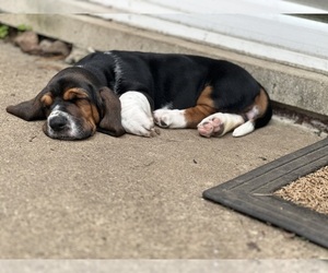 Basset Hound Dog Breeder near NOVI, MI, USA