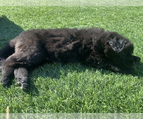 Medium Photo #104  Breeder Profile in PINON HILLS, CA, USA