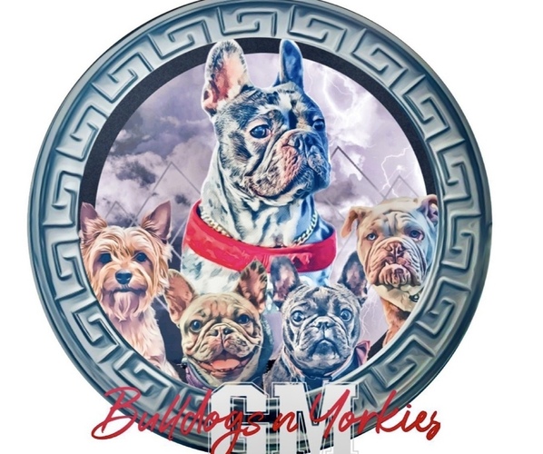 Medium Photo #1  Breeder Profile in CHICAGO, IL, USA