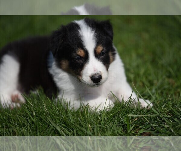 Medium Photo #9  Breeder Profile in PARIS, MI, USA