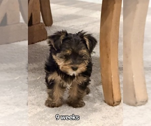 Yorkshire Terrier Dog Breeder near CLIFTON, NJ, USA