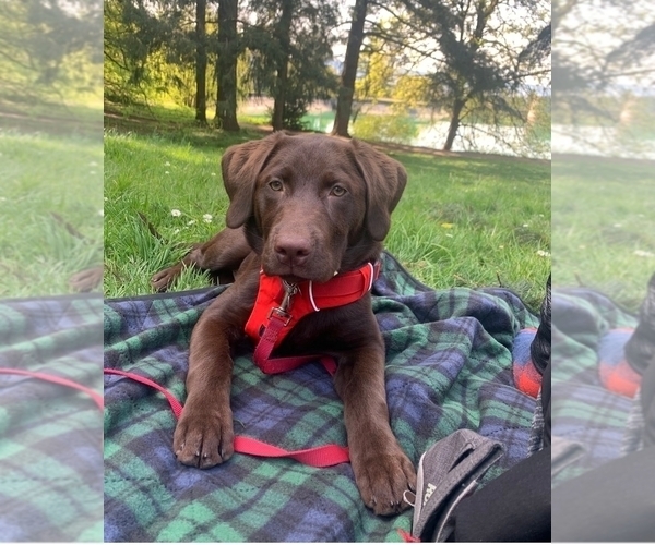 Medium Photo #1  Breeder Profile in ROGUE RIVER, OR, USA