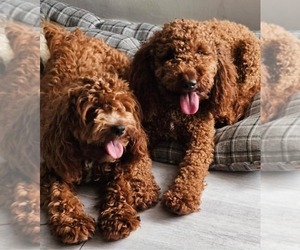 Goldendoodle (Miniature) Dog Breeder near TOPEKA, KS, USA
