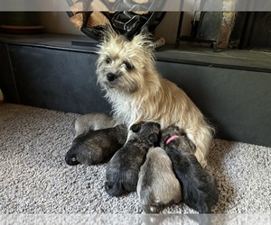Poocan Dog Breeder near FAIR OAKS, CA, USA