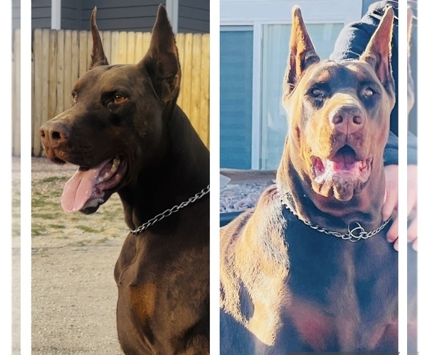 Medium Photo #13  Breeder Profile in COLORADO SPRINGS, CO, USA