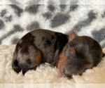 Small breeder photo