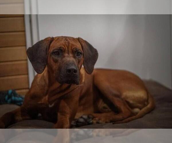 Medium Photo #19  Breeder Profile in ONEIDA, TN, USA