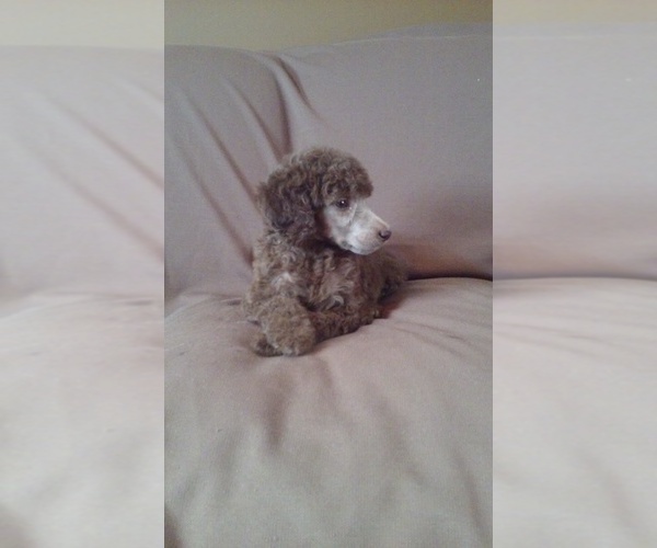 Medium Photo #1  Breeder Profile in MCMINNVILLE, TN, USA