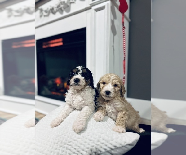 Medium Photo #6  Breeder Profile in MUNCIE, IN, USA