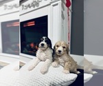 Small #5 Breeder Profile image