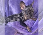 Small breeder photo