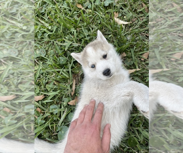 Medium Photo #1  Breeder Profile in METAIRIE, LA, USA