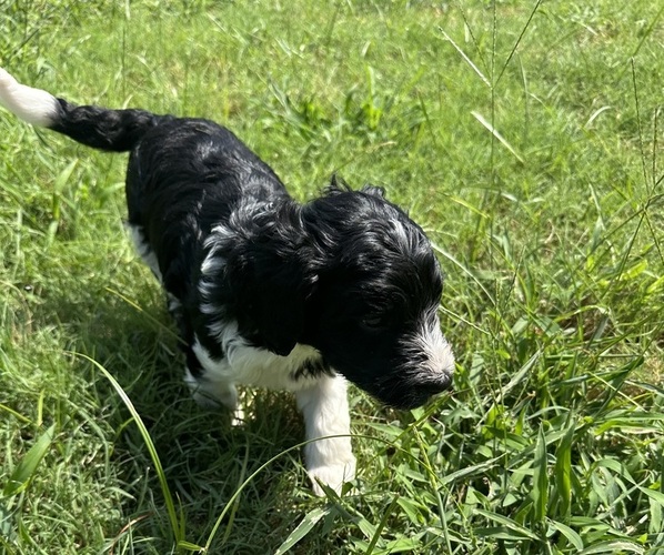 Medium Photo #9  Breeder Profile in EDMOND, OK, USA