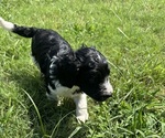 Small #8 Breeder Profile image