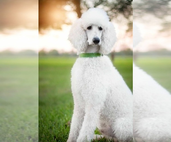 Medium Photo #1  Breeder Profile in DAYTON, TX, USA