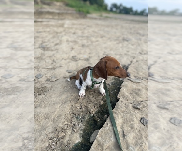 Medium Photo #30  Breeder Profile in CASSVILLE, MO, USA